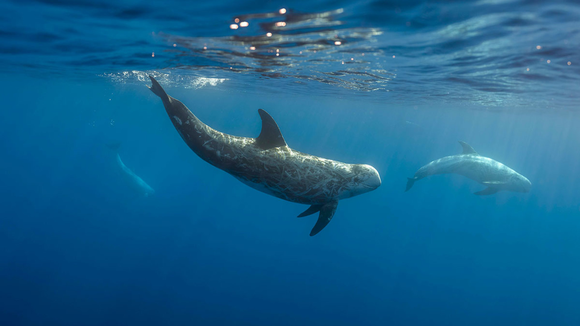 CLIC - Ascolto e indagine dei cetacei per la conservazione