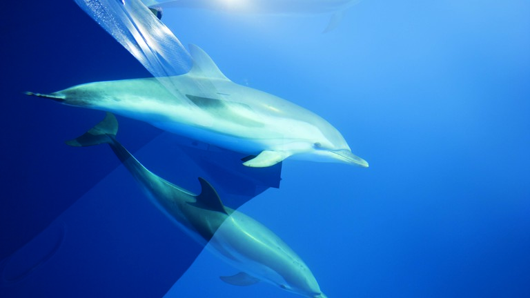 Ricerca e documentario sulle relazioni tra gli esseri umani e i delfini