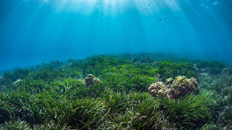 Spedizioni Pelagos