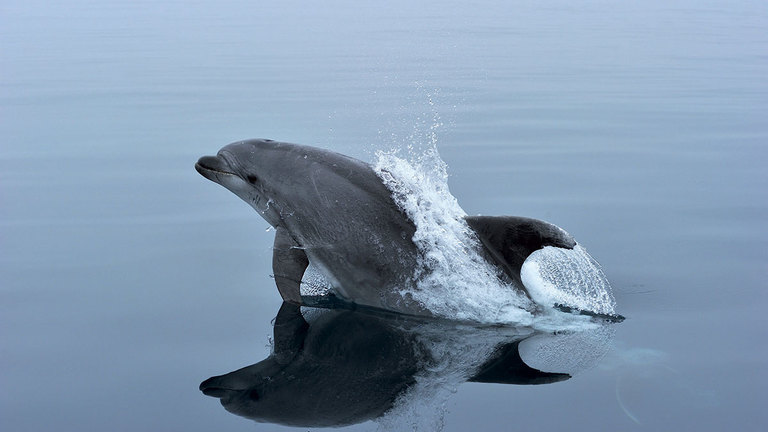 TursioNet - Une nouvelle approche pour atténuer les conflits entre dauphins et pêcheurs dans le sanctuaire Pelagos