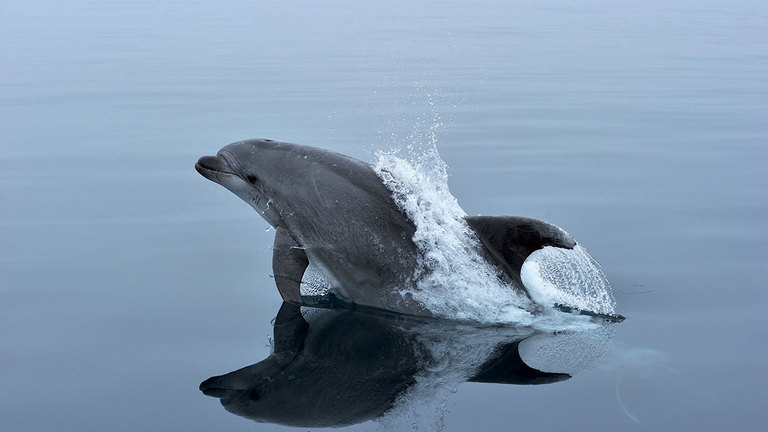 TursioNet - A new approach to mitigate conflicts between dolphins and fishermen in the Pelagos sanctuary