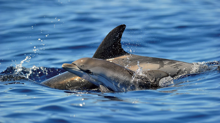 Étude du régime alimentaire et de la contamination des cétacés en Méditerranée. Dauphins bleu et blanc et Grands dauphins dans le Sanctuaire Pelagos (REGALCEMED)