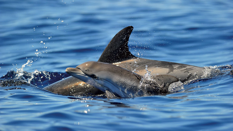 Studio della dieta e della contaminazione dei cetacei nel Mediterraneo - Delfini blu e bianchi e tursiopi nel Santuario Pelagos - (REGALCEMED)