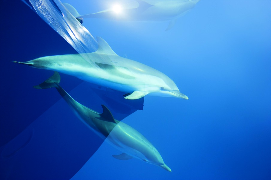 Recherche et documentaire sur les relations entre les humains et les dauphins