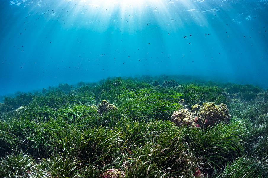 Spedizioni Pelagos