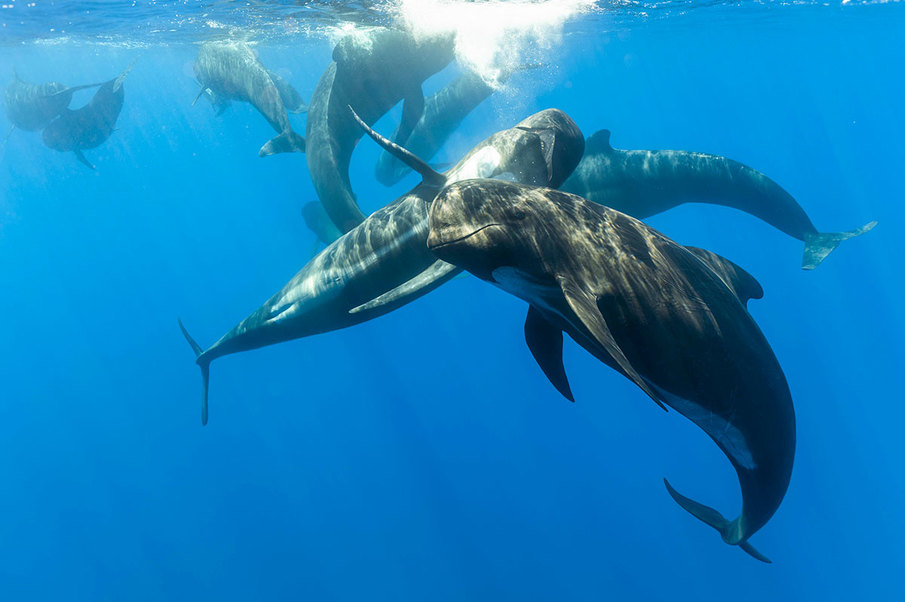 PELAGOS