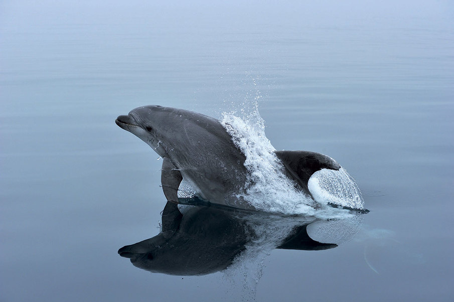 TursioNet - Un nuovo approccio per mitigare i conflitti tra delfini e pescatori nel santuario Pelagos