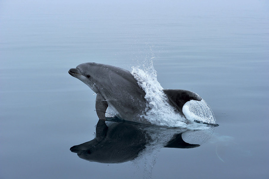 TursioNet - A new approach to mitigate conflicts between dolphins and fishermen in the Pelagos sanctuary