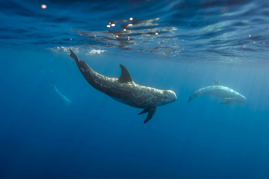CLIC - Cetacean listening and investigation for conservation