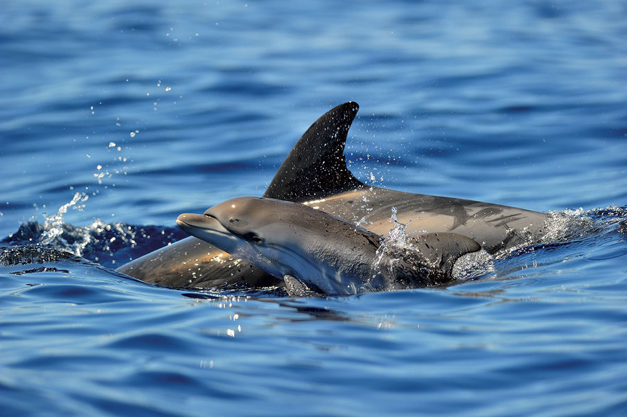 Étude du régime alimentaire et de la contamination des cétacés en Méditerranée. Dauphins bleu et blanc et Grands dauphins dans le Sanctuaire Pelagos (REGALCEMED)